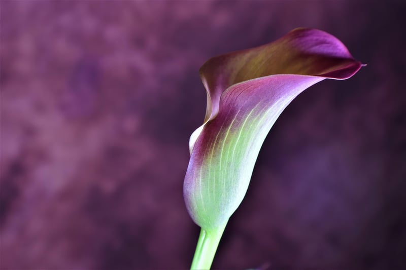 Elegant Calla Lilies