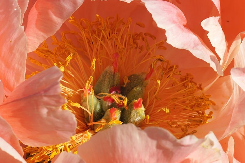 Whimsical Peonies