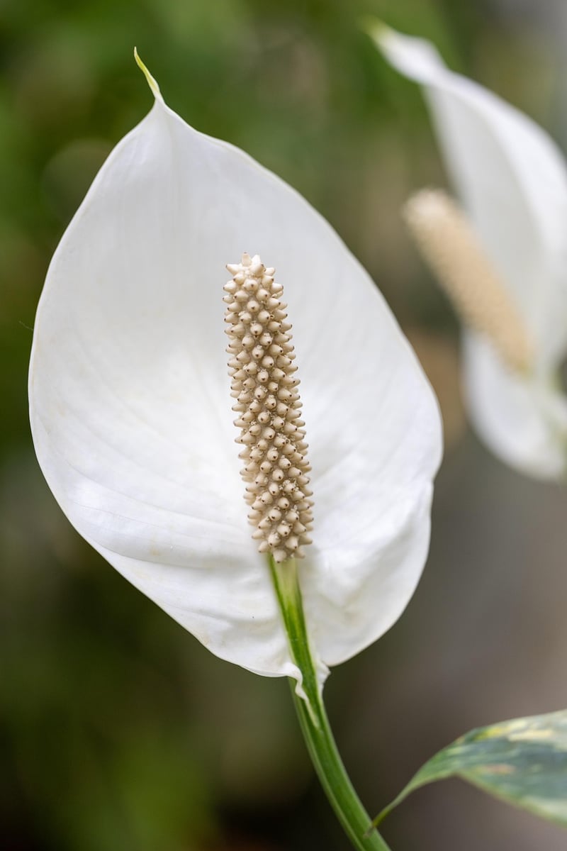 Calla Lily