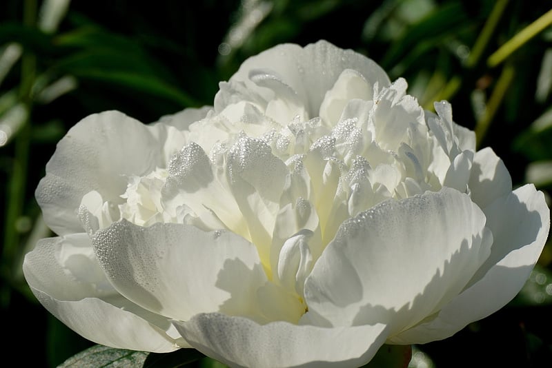 Whimsical Peonies